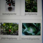 paröv grönsaker vs växtsätt1